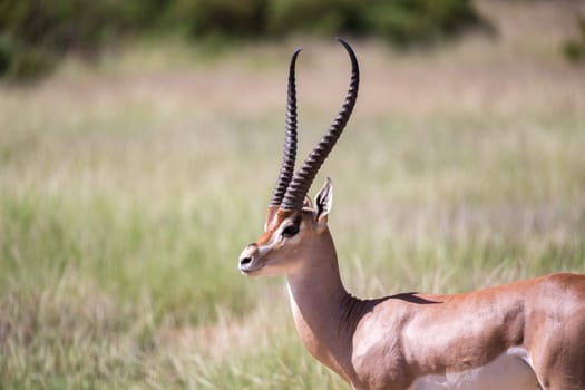 A native species of antelope in the meadow