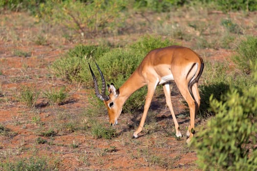 The Impala gazelles grazed in the savannah of Kenya