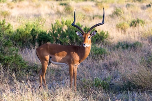 The portrait of an Impala antelope in the savannah of Kenya