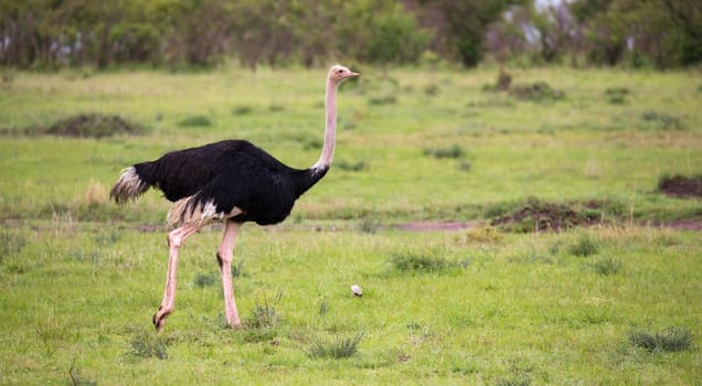 One male Ostrich bird runs through the grass landscape from the savannah in Kenya