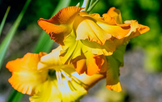 Iris variegata known as Hungarian iris in British park - London, UK