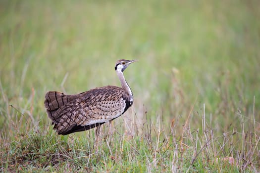 One indigenous gray bird is standing in the grass and looking