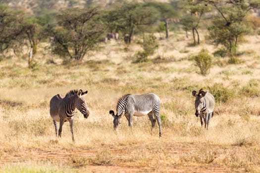 A large herd with zebras grazing in the savannah of Kenya