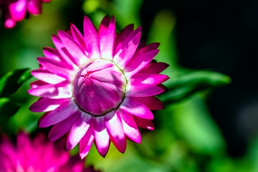 Xerochrysum bracteatum known as the golden everlasting or strawflower