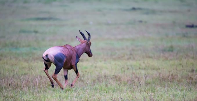 A Topi antelope in the grassland of Kenya's savannah