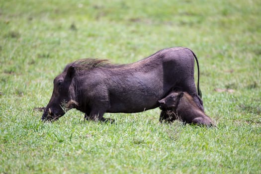 Some Warthogs are grazing in the savannah of Kenya