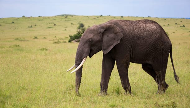 One big elephant walking throught the savannah of Kenya