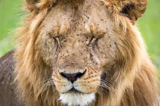 A face of a big lion in closeup