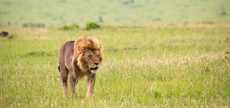 One big male lion is walking in the savannah