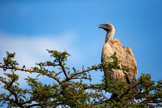 One big bird of prey sits on a branch