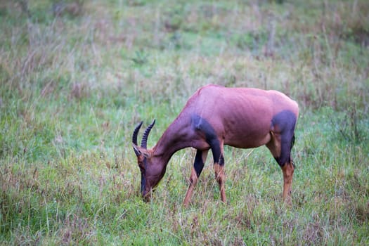 A Topi antelope in the grassland of Kenya's savannah