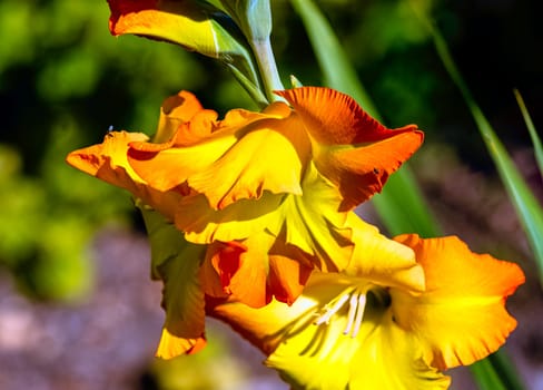 Iris variegata known as Hungarian iris in British park - London, UK