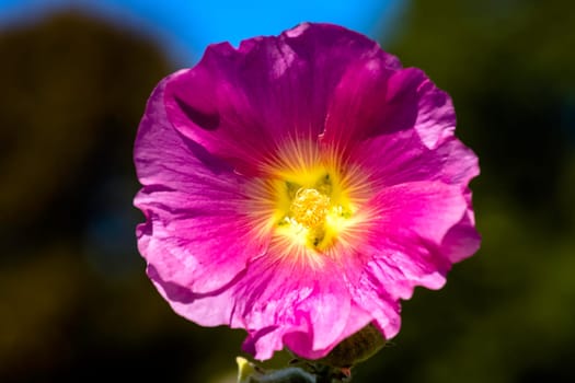 Alcea setosa known as bristly hollyhock in British park - London, UK