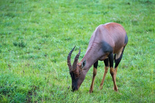 A Topi antelope in the grassland of Kenya's savannah
