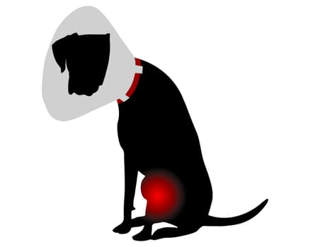 Hund mit Halskrause und Schmerzen im Knie