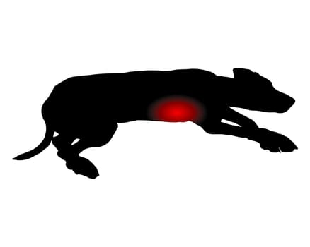 Hund mit Magenschmerzen