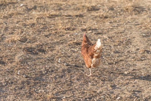 Rural agriculture scene with free happy hen outdoor. Ecological animal farming and self sufficiency by sustainable fowl livestock.