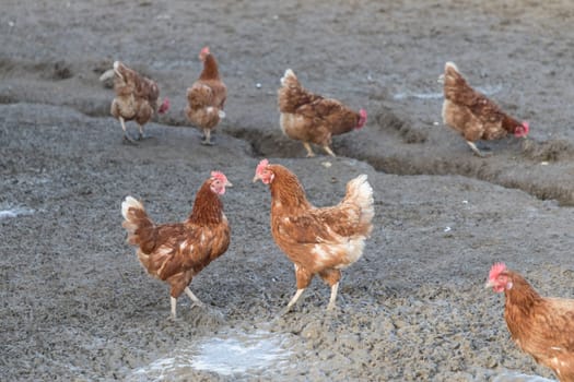 Rural agriculture scene with chicken competition fight outdoor. Animal farming with natural challenge by sustainable fowl livestock.