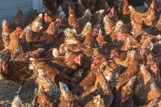 Rural agriculture scene with free happy hens looking up. Ecological animal farming and self sufficiency by sustainable fowl livestock.