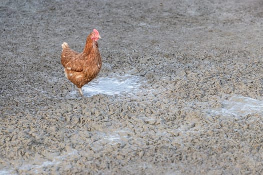 Rural agriculture scene with free happy hen outdoor. Ecological animal farming and self sufficiency by sustainable fowl livestock.