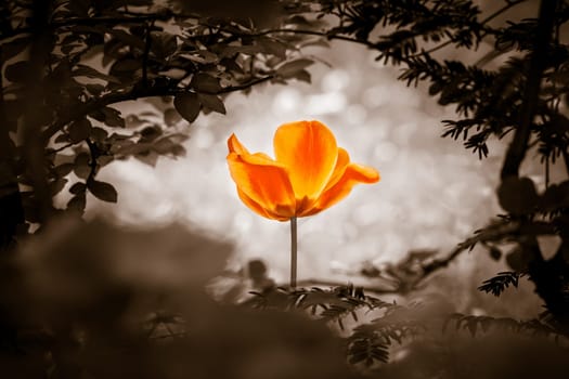 The flower is symbol for power of life and mind strength beyond grief death and sorrows. Also symbolizes healing of stress or burnout.