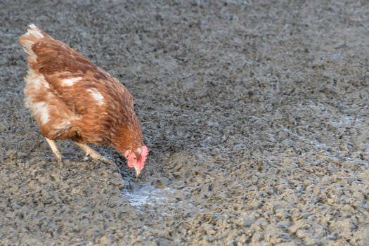 Rural agriculture scene with free happy hen outdoor. Ecological animal farming and self sufficiency by sustainable fowl livestock.