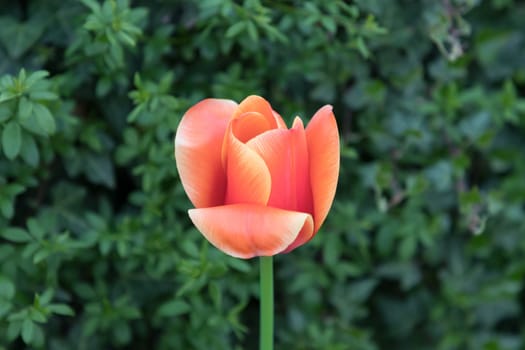 The flower is symbol for power of life and mind strength beyond grief death and sorrows. Also symbolizes healing of stress or burnout.
