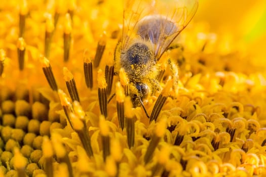 Animal sitting at summer sun flower and collect for important environment ecology sustainability. Awareness of nature climate change.