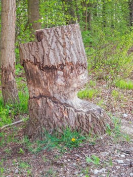 Landscape view of a forest with individual tree stumps damaged by beavers on the edge of a canal in Brandenburg / Germany.
