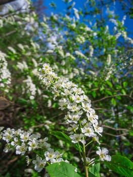 Close-up of the inflorescence of the bird bird (lat .: Prunus padus) in a hedge against a blue sky and sunshine.