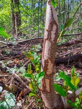 Landscape view of a forest with a small tree felled by beavers with pattern-like bite marks on the edge of a small body of water in Brandenburg / Germany.