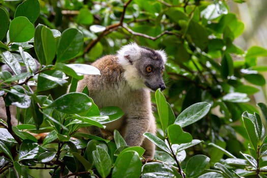 The lemur on a tree, between the foliage in a rainforest in Madagascar