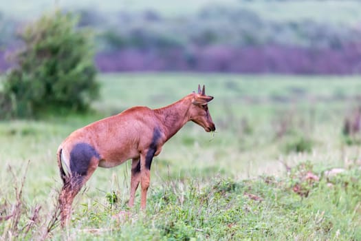 A Topi Gazelle in the Kenyan savanna amidst a grassy landscape
