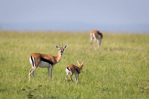 The family of Thomson gazelles in the savannah of Kenya