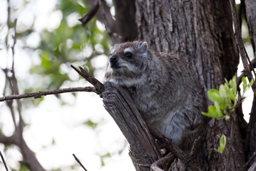 The rock badger sits on the branch of a tree