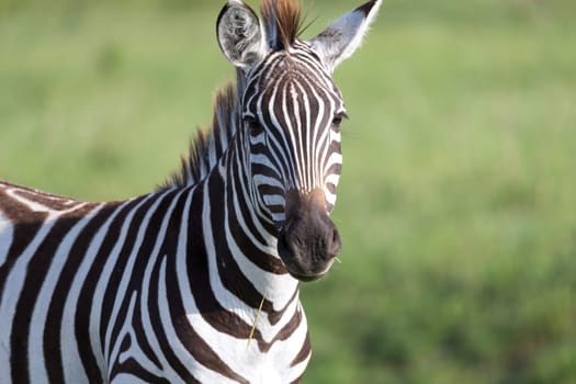The closeup of a zebra in a national park