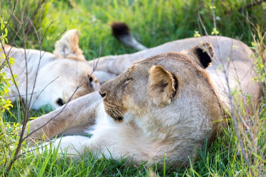 The closeup of a lioness trying to rest in the grass