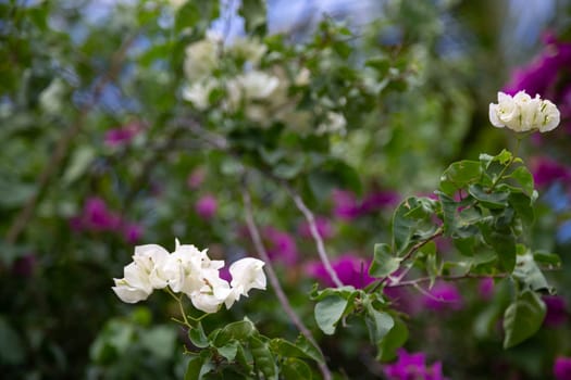 Colorful plants and flowers on the island of Madagascar