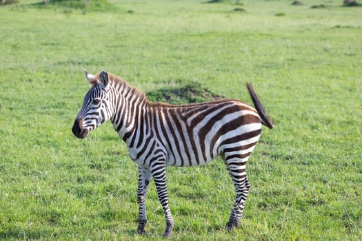 One little zebra in the savannah of Kenya