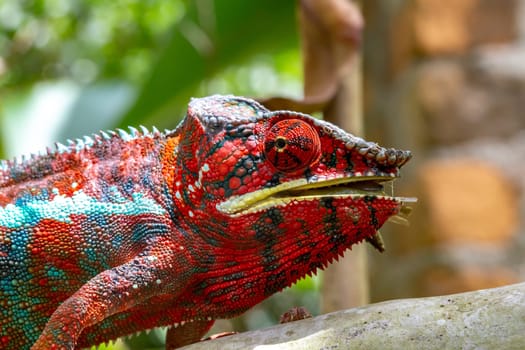 One Colorful chameleon on a branch in a national park on the island of Madagascar