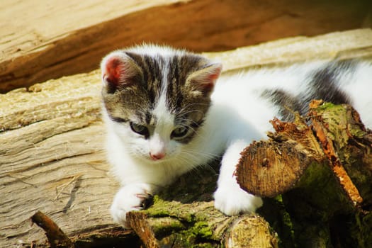 Kitten in summer under a blue sky