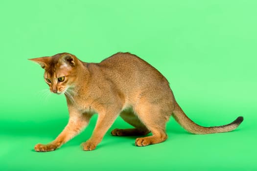 Abyssinian cat (Felis silvestris catus),juvenile,wild-coloured,2 years,attentive,studio recording