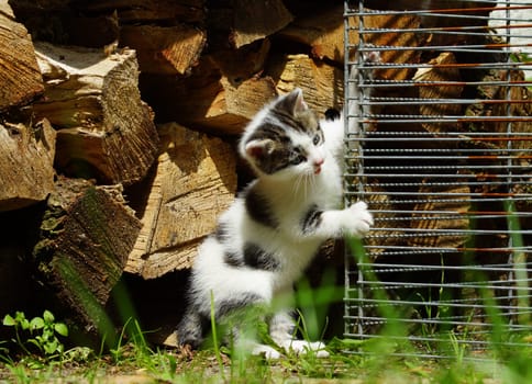 Kitten in summer under a blue sky