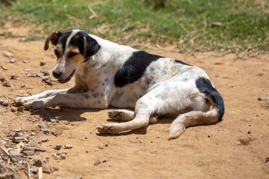 One street dog on the island of Madagascar