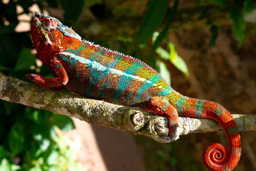 One Colorful chameleon on a branch in a national park on the island of Madagascar