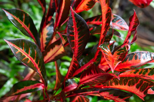 The Colorful plants and flowers in close-up on the island of Madagascar