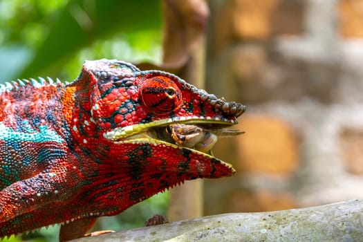 One Colorful chameleon on a branch in a national park on the island of Madagascar
