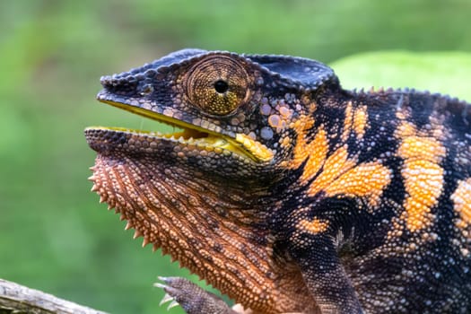 One Colorful chameleon on a branch in a national park on the island of Madagascar