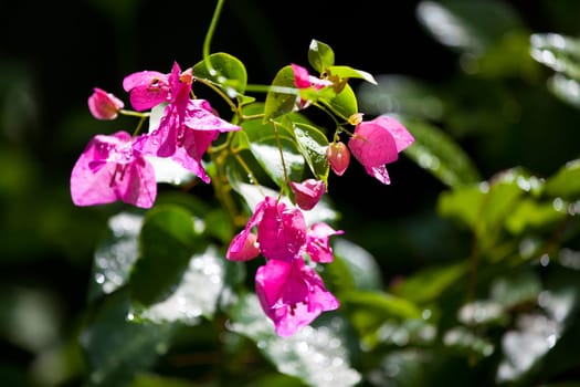 Colorful exotic flowers on trees with green leaves