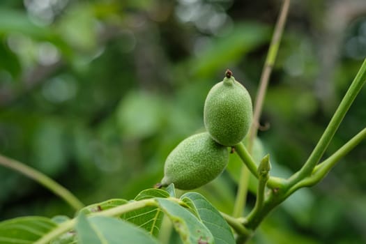 Green unripe walnut fruits at a twig tree